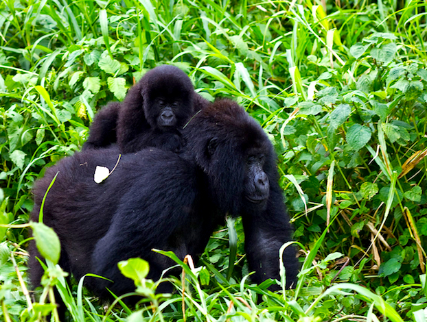 NGOs issue plea for Virunga